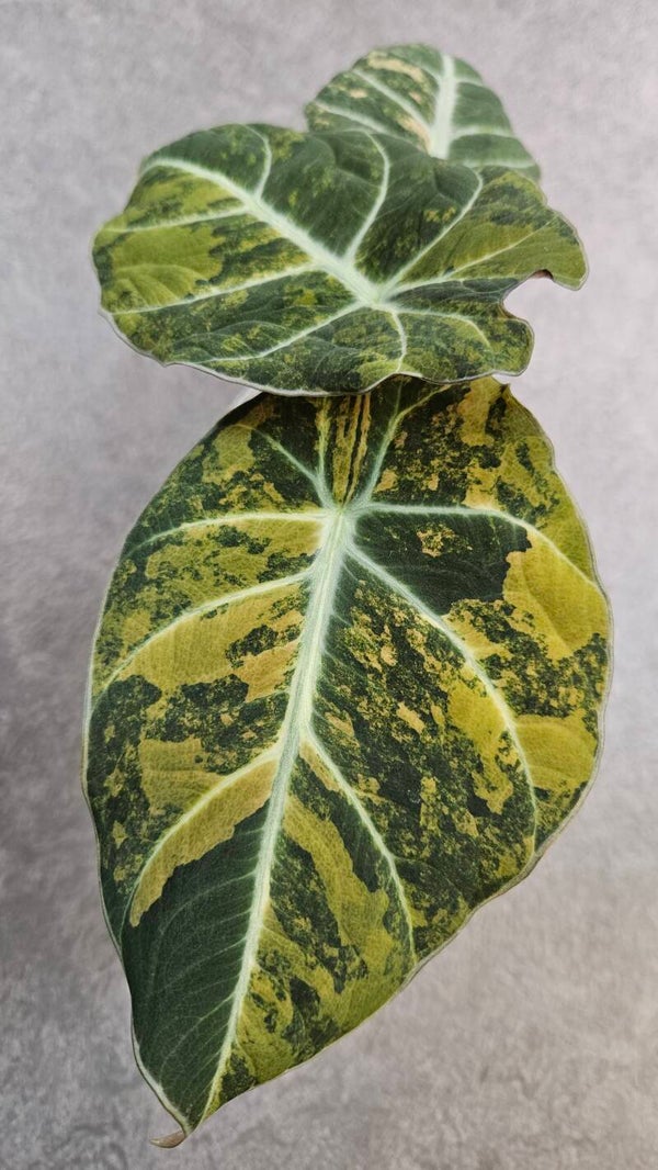 Alocasia reginula 'Black Velvet' Gold Variegata #2