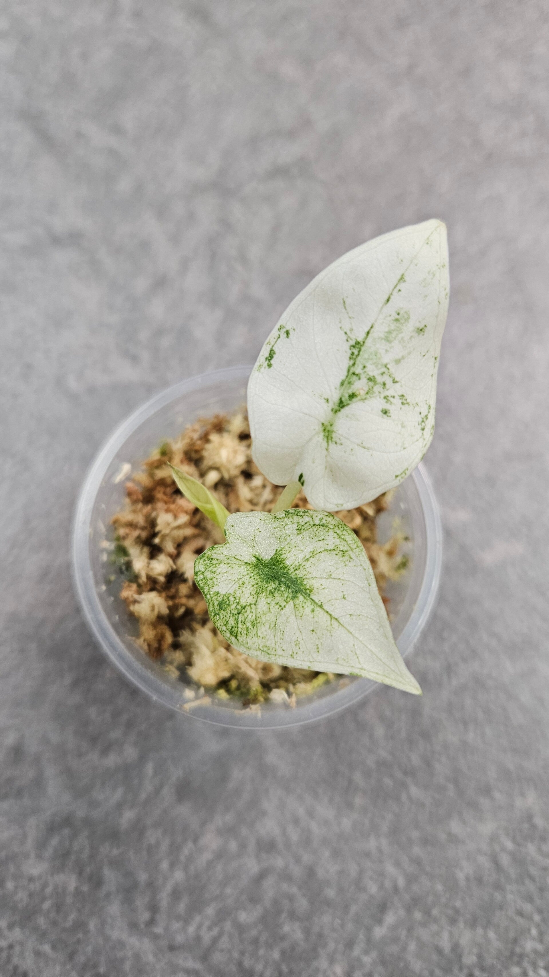 Alocasia 'Regal Shields' Mint (Albo) Variegata