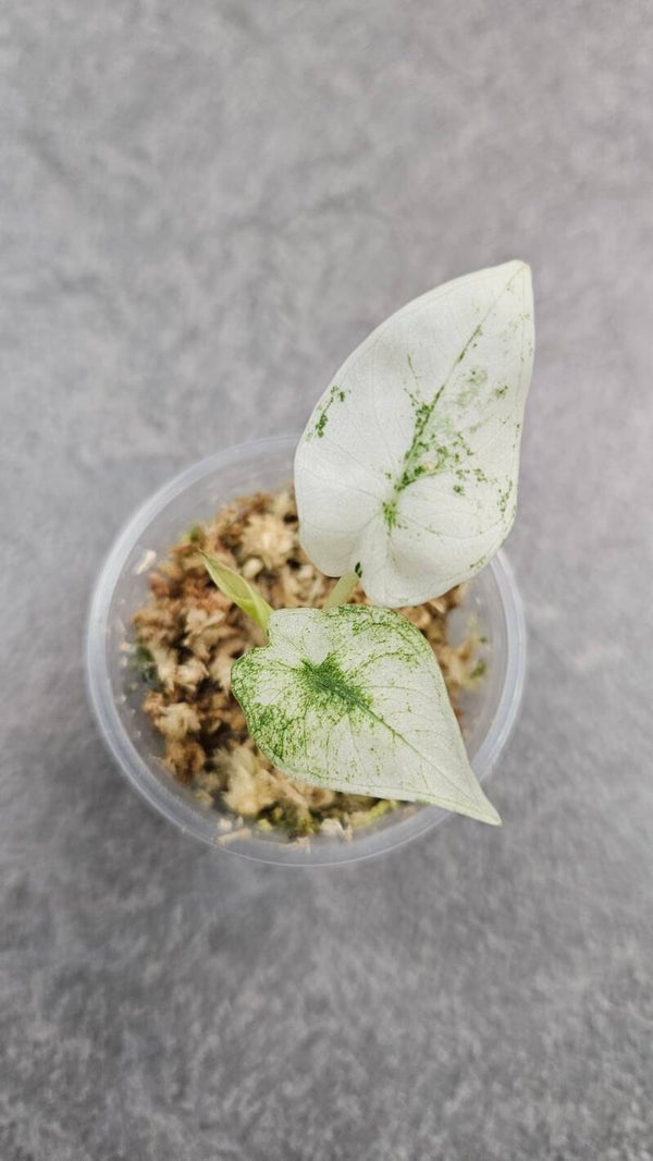 Alocasia 'Regal Shields' Mint (Albo) Variegata