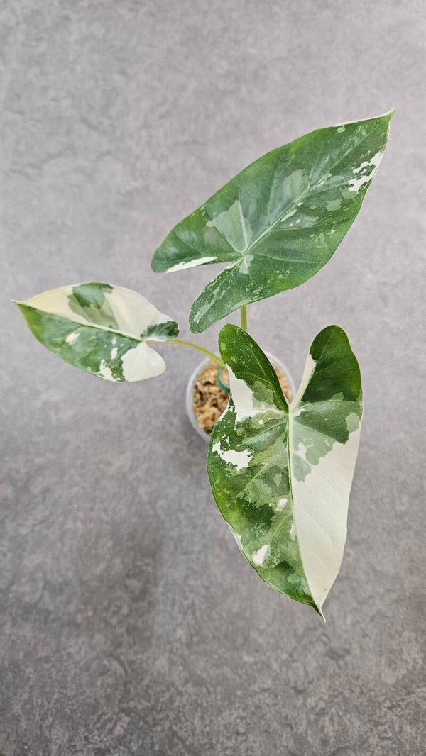 Alocasia macrorrhizos Albo Variegata