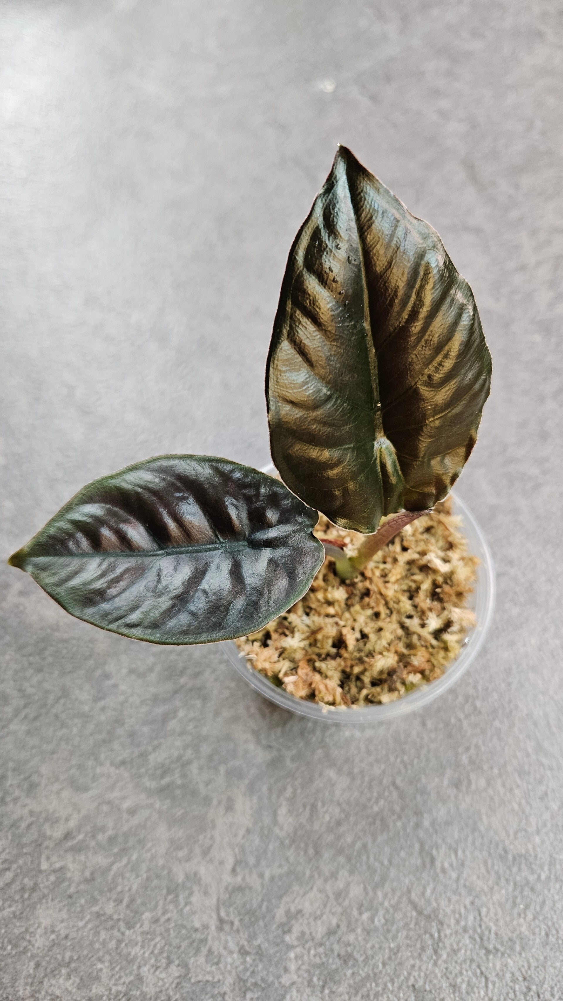 Alocasia infernalis