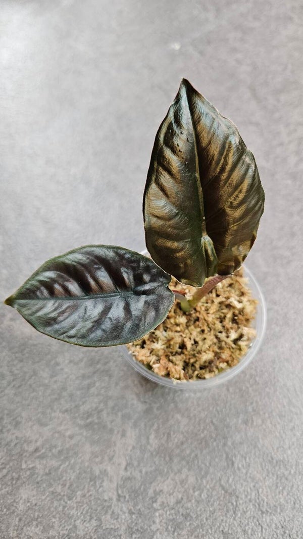 Alocasia infernalis