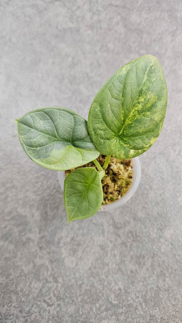 Alocasia baginda 'Silver Dragon' Aurea/GoG Variegata