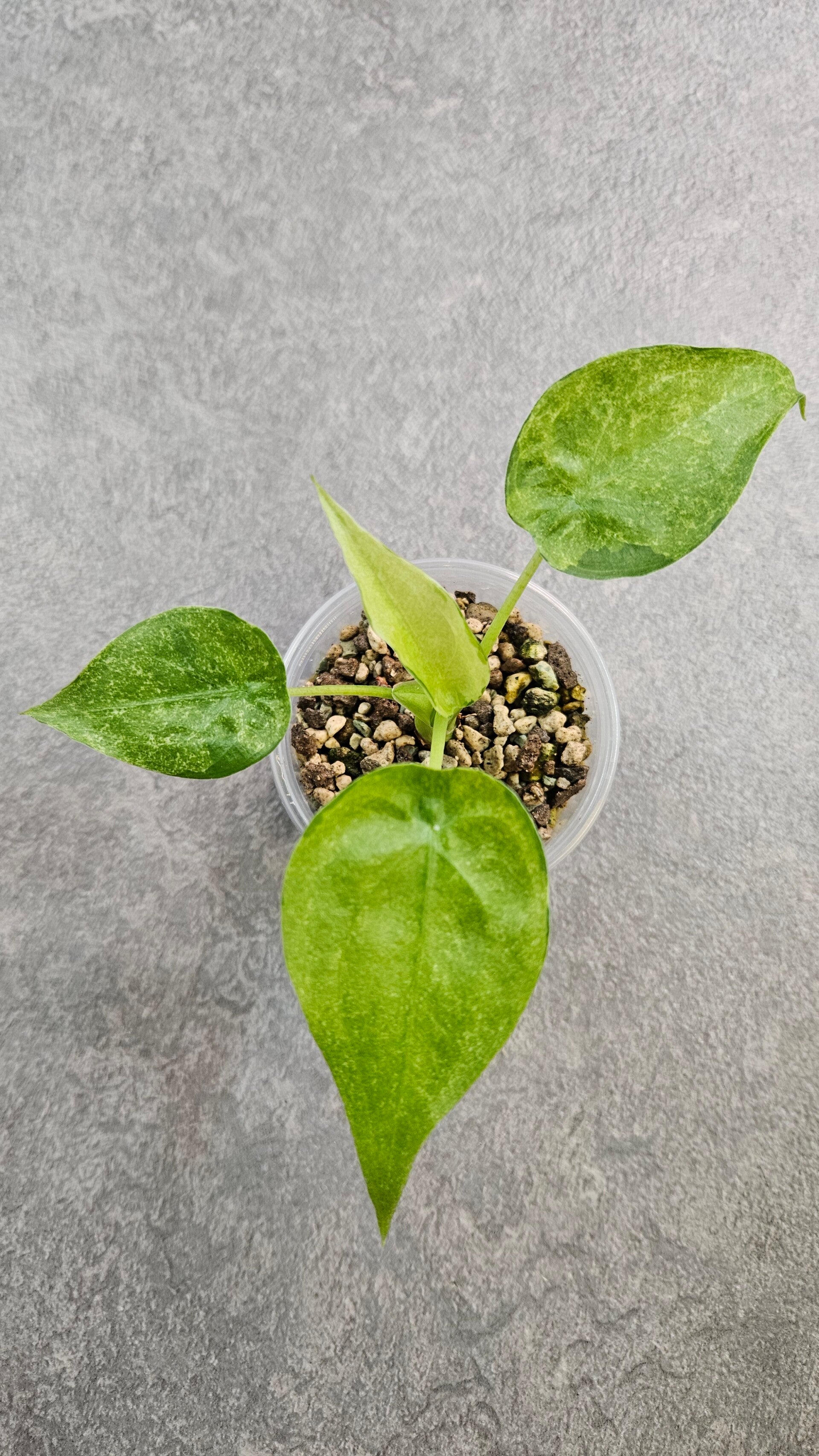 Alocasia cucullata Aurea/Mint Variegata
