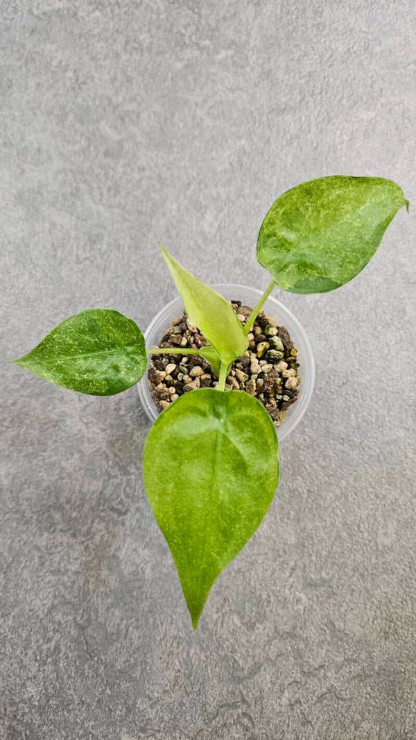 Alocasia cucullata Aurea/Mint Variegata