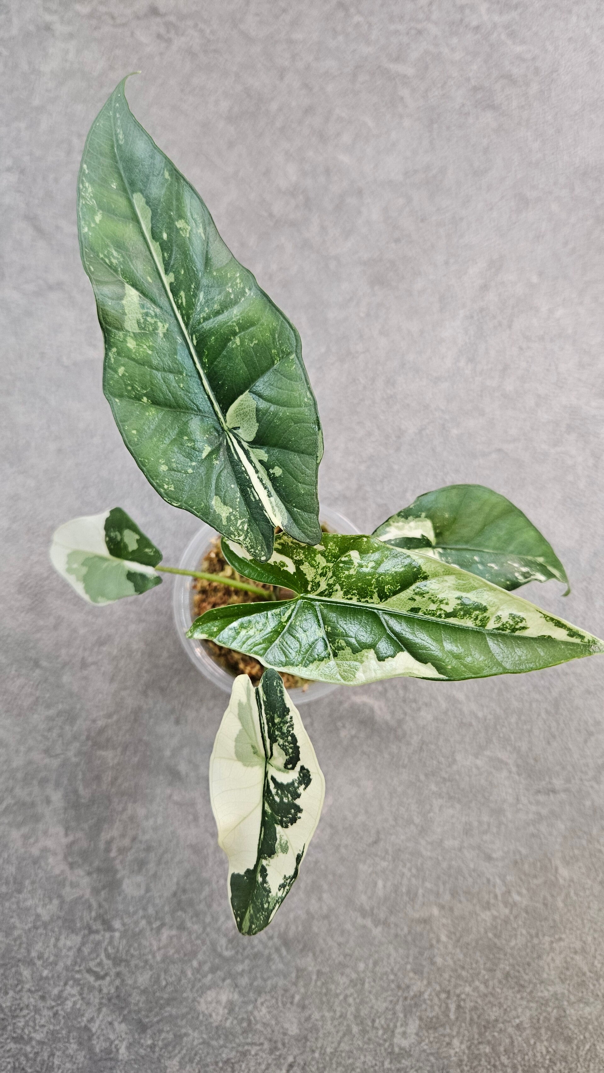 Alocasia 'Simpo' Albo Variegata