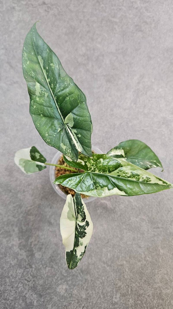 Alocasia 'Simpo' Albo Variegata
