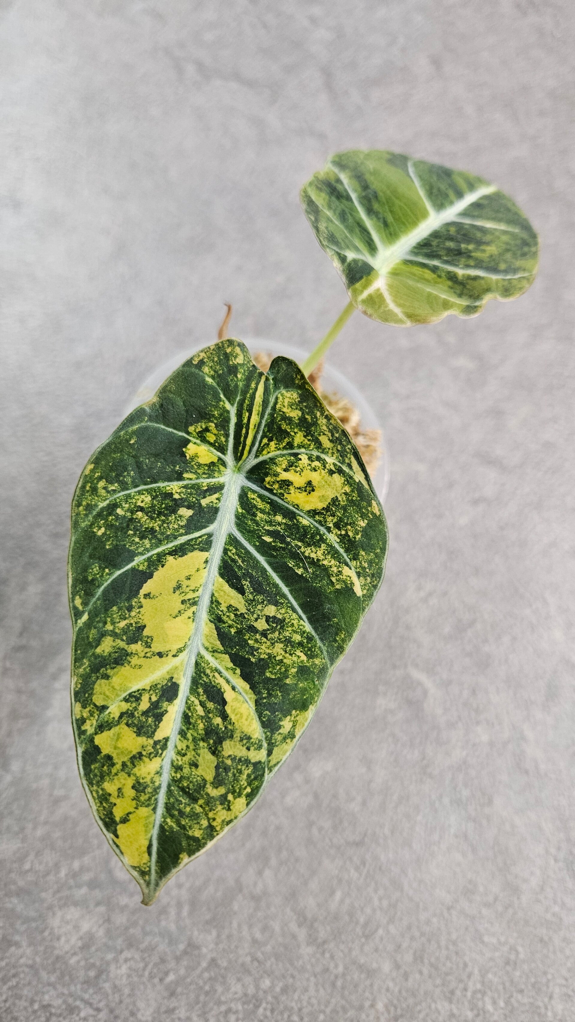 Alocasia reginula 'Black Velvet' Gold Variegata