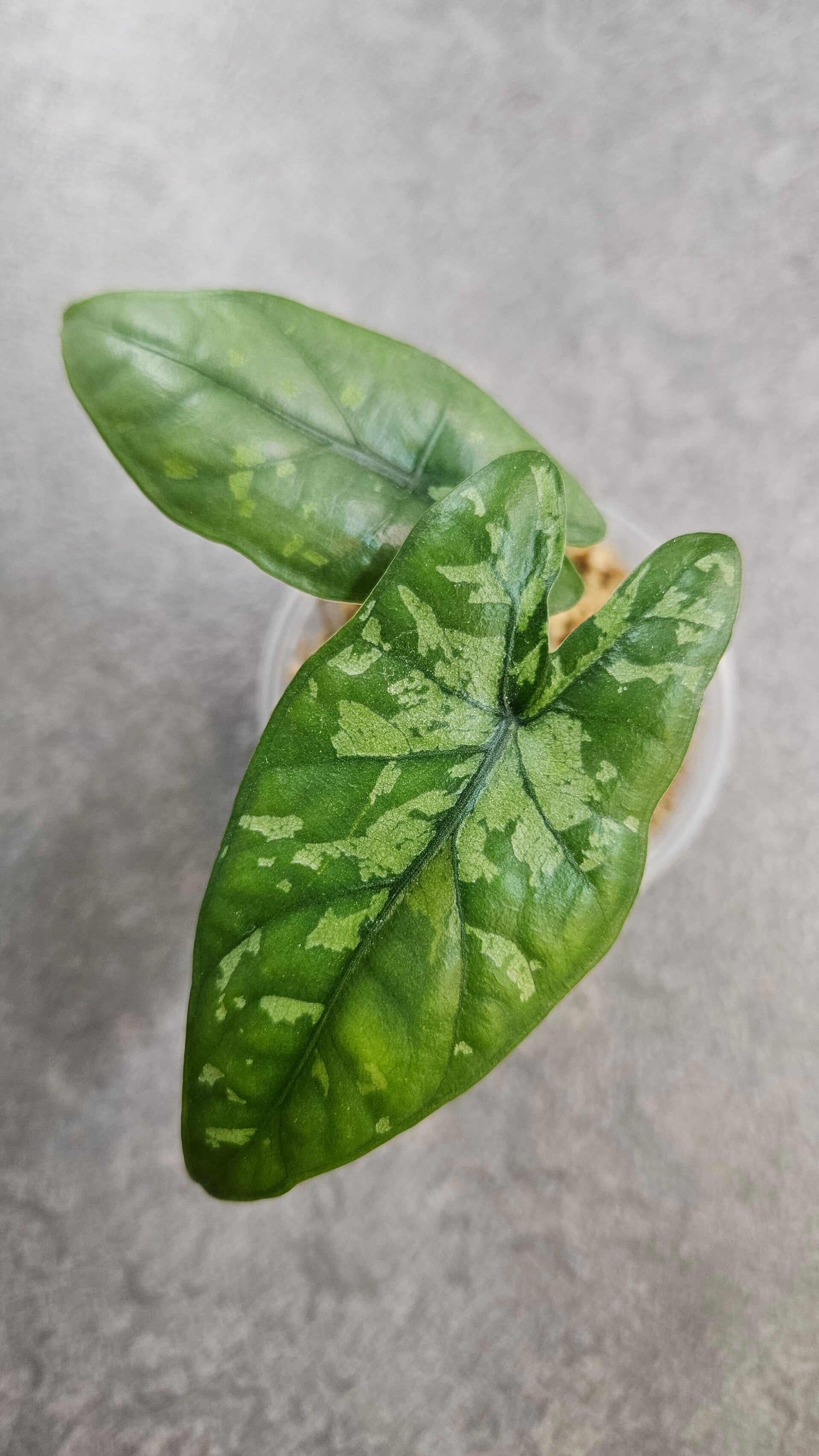Alocasia heterophylla 'Shattered Glass'