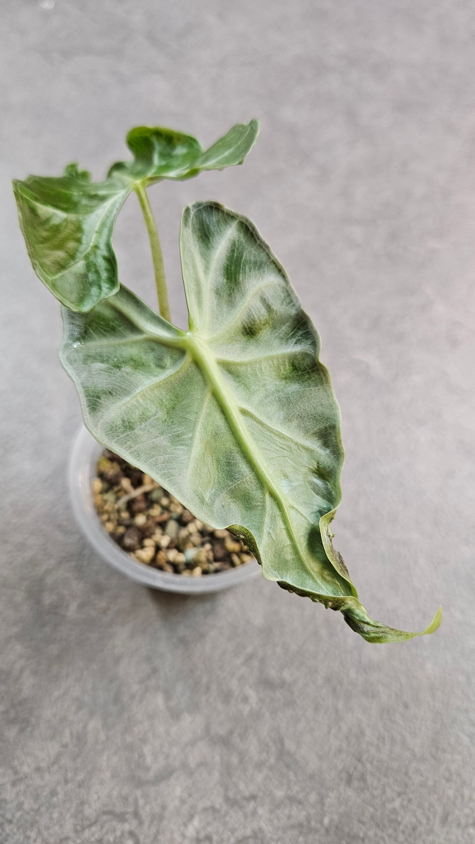 Alocasia Loco
