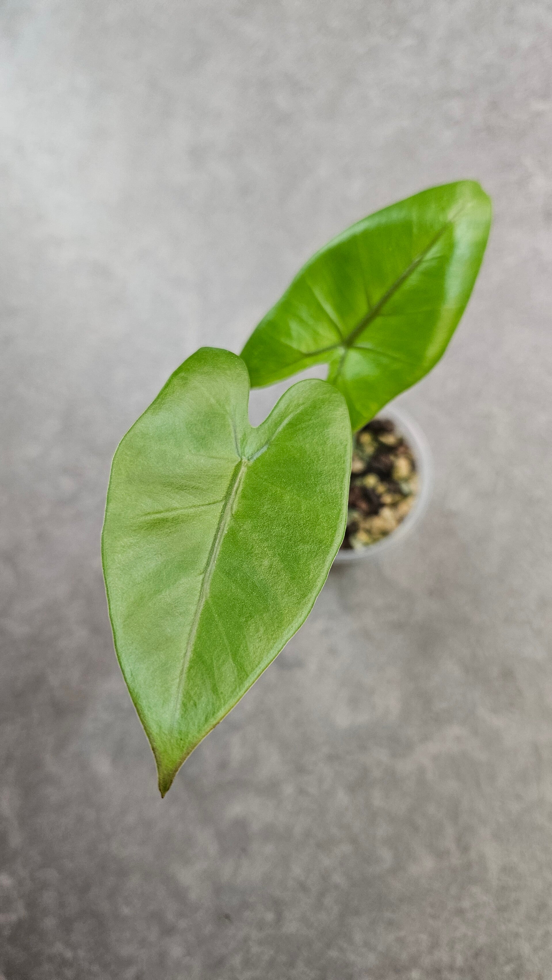 Alocasia macrorrhizos Black Stem