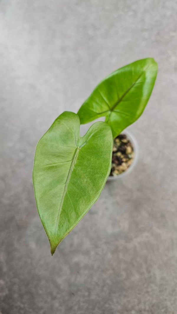 Alocasia macrorrhizos Black Stem