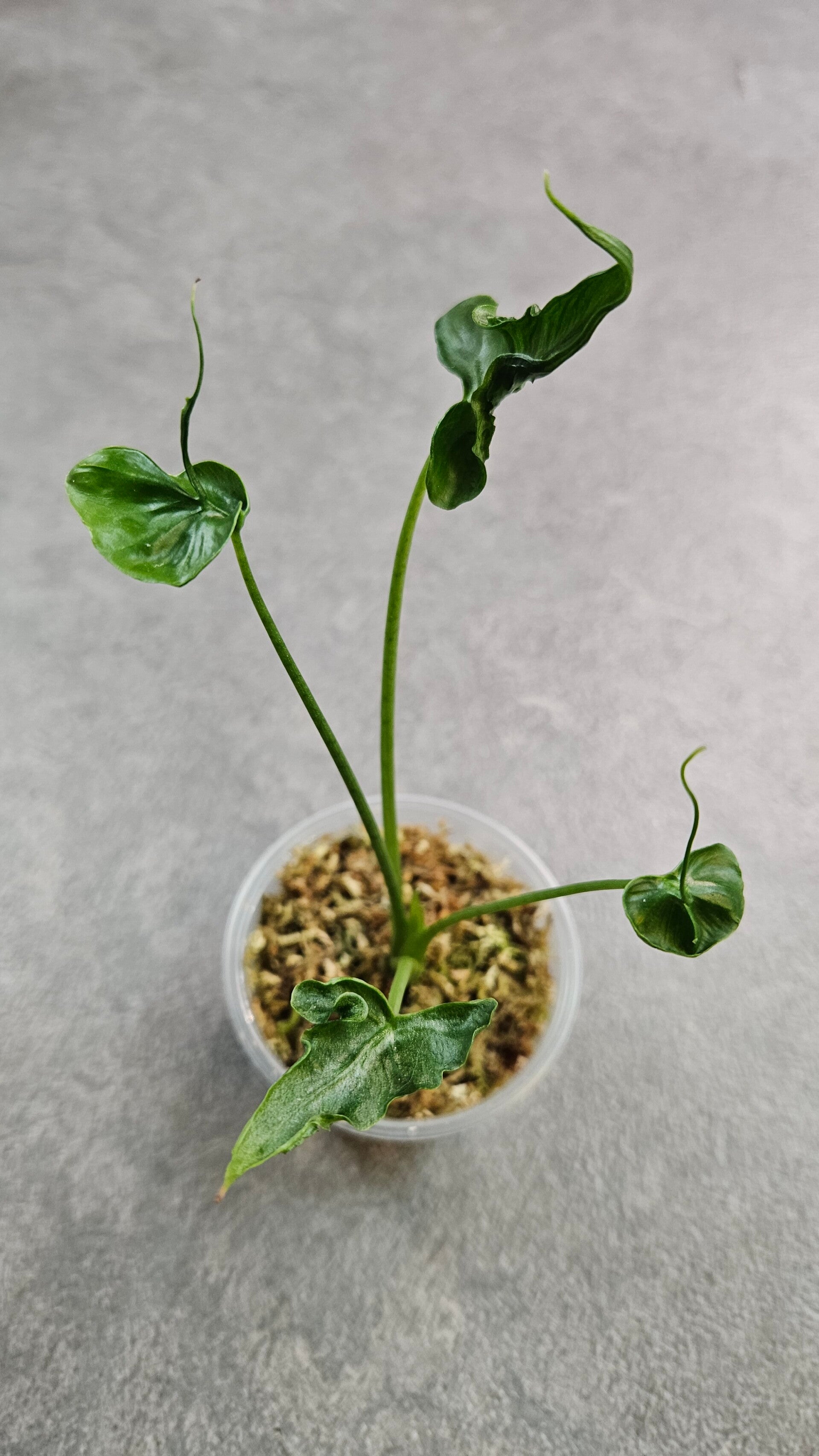 Alocasia 'Teletubbie'