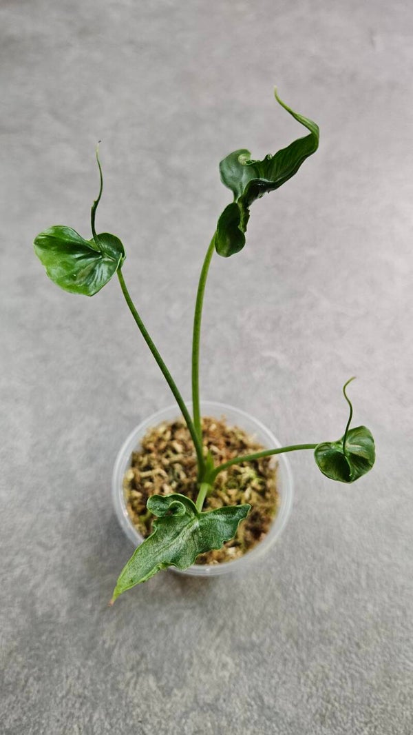 Alocasia 'Teletubbie'