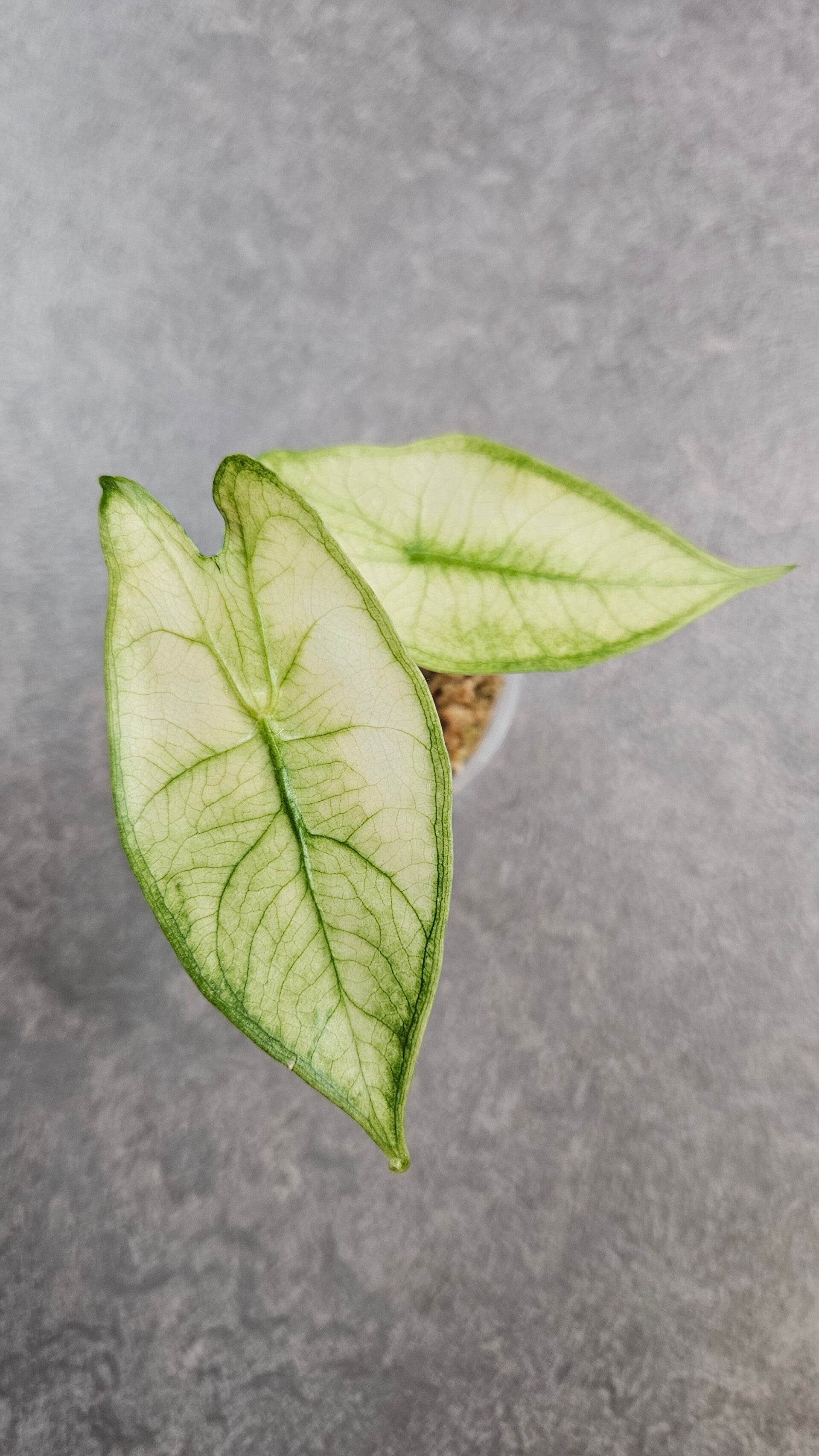 Alocasia longiloba Albo Mint Variegata
