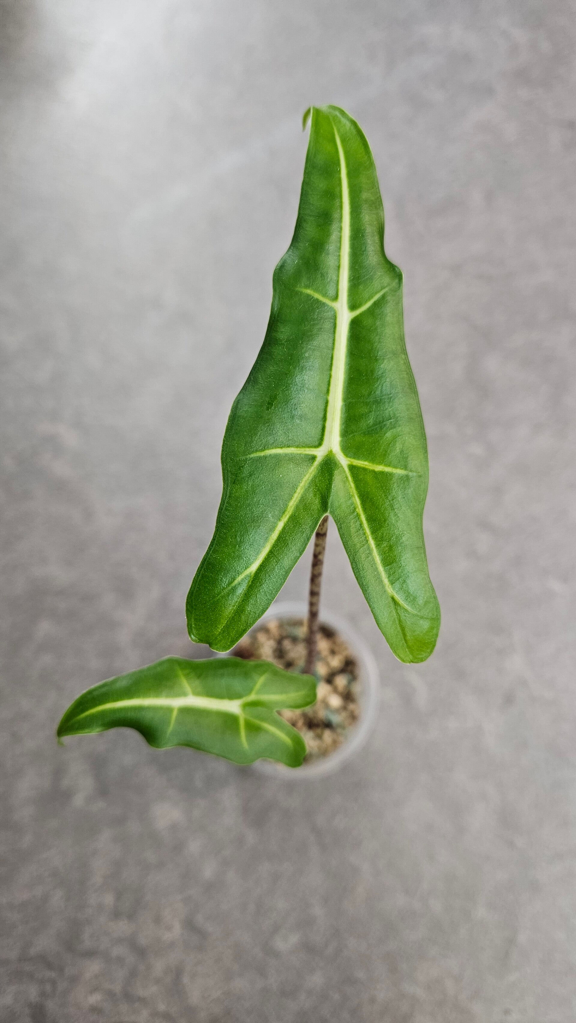 Alocasia 'Sarian'
