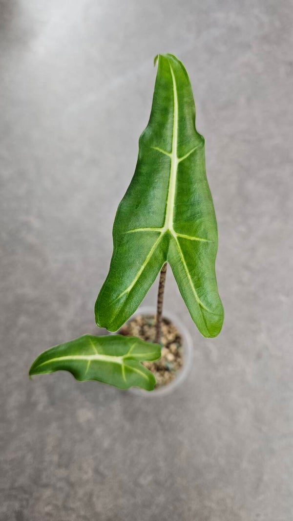 Alocasia 'Sarian'