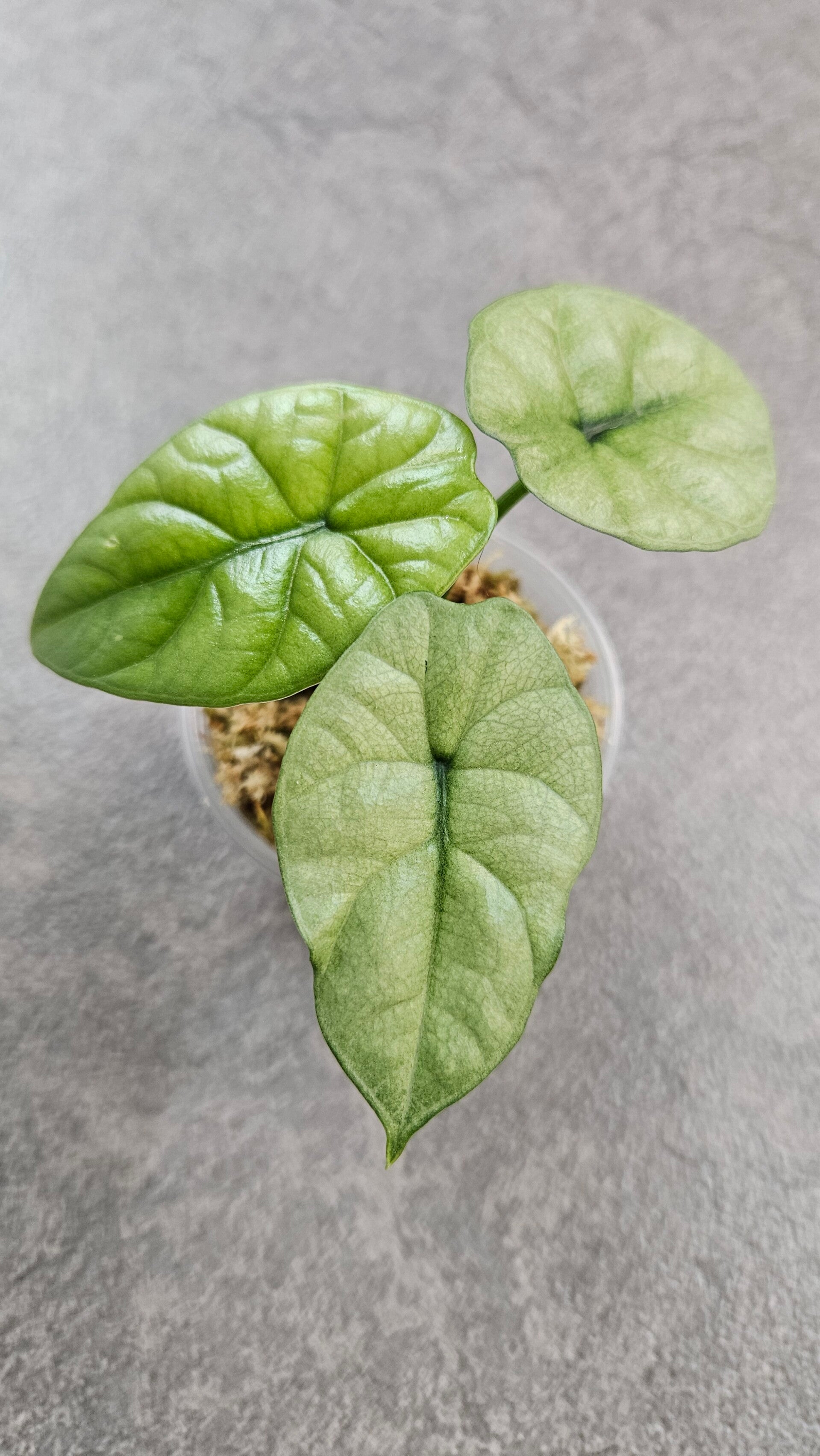 Alocasia sinuata Mint Variegata