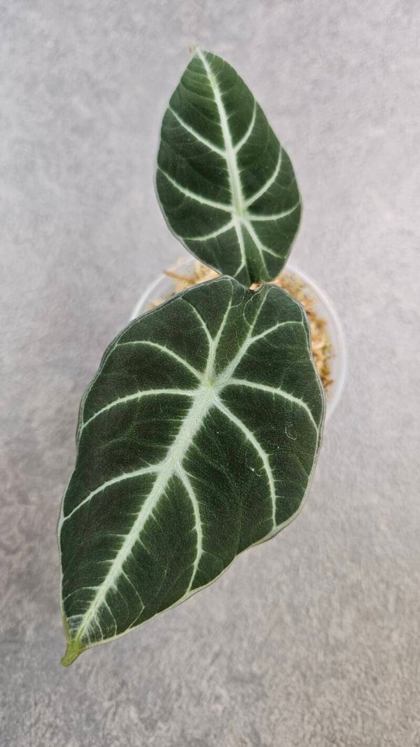Alocasia reginula 'Black Velvet'