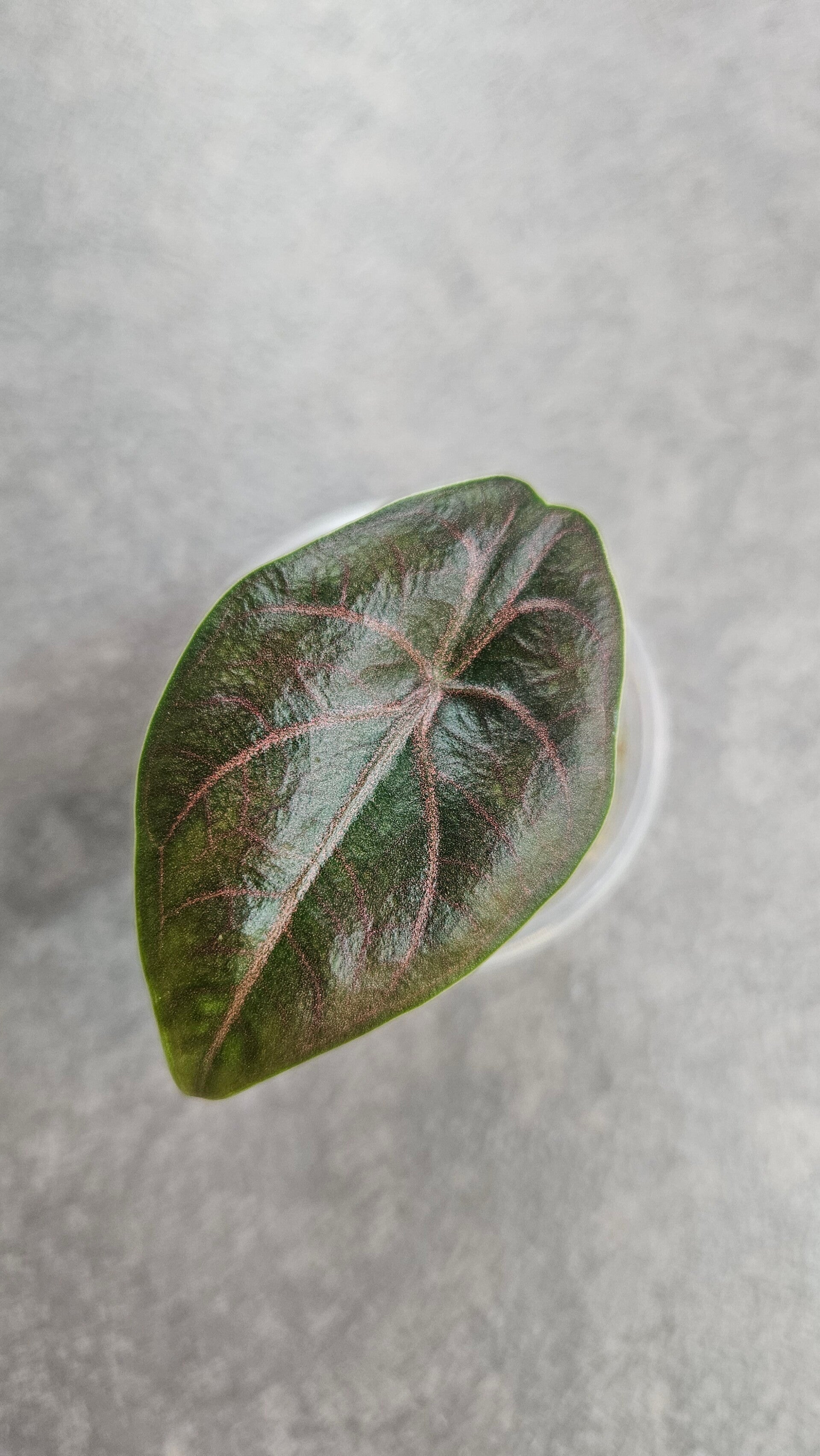Alocasia azlanii