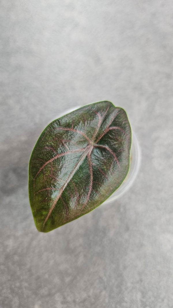 Alocasia azlanii