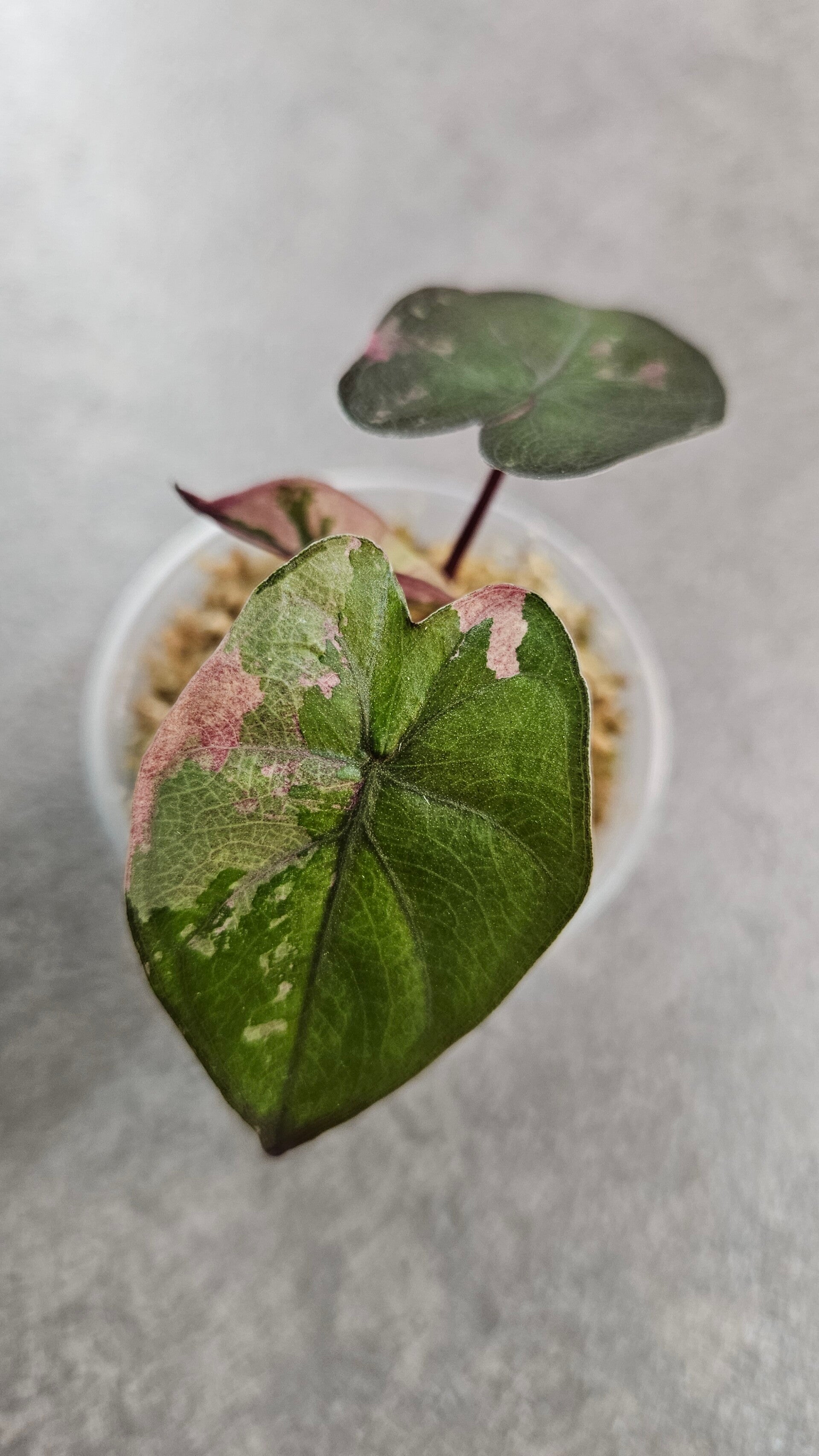 Alocasia 'Serendipity' Pink Variegata