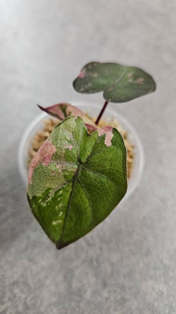 Alocasia 'Serendipity' Pink Variegata
