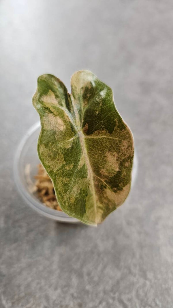 Alocasia 'Pseudosanderiana' Aurea Variegata
