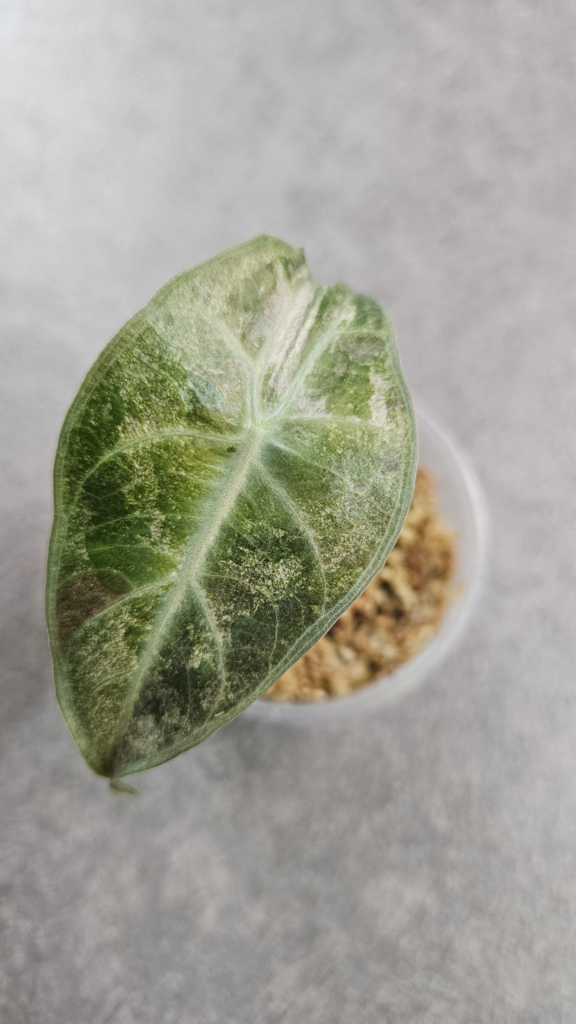 Alocasia 'Pink Dragon' Variegata (stardust)