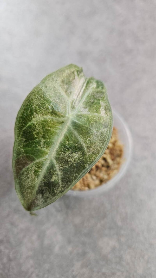Alocasia 'Pink Dragon' Variegata (stardust)