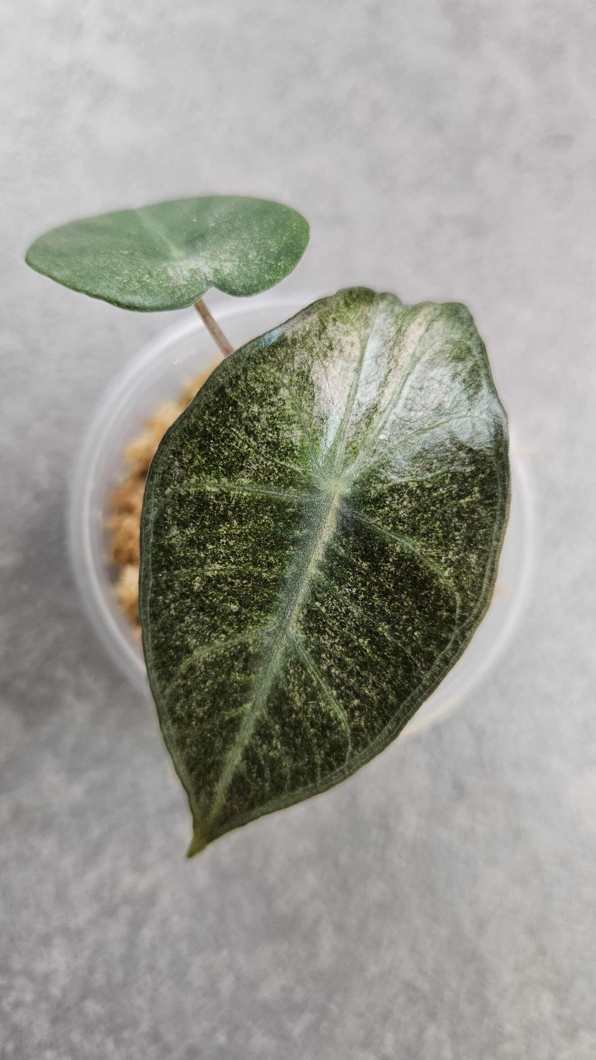 Alocasia 'Pink Dragon' Stardust Variegata