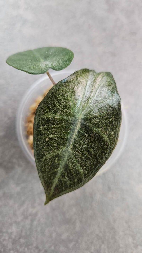 Alocasia 'Pink Dragon' Stardust Variegata