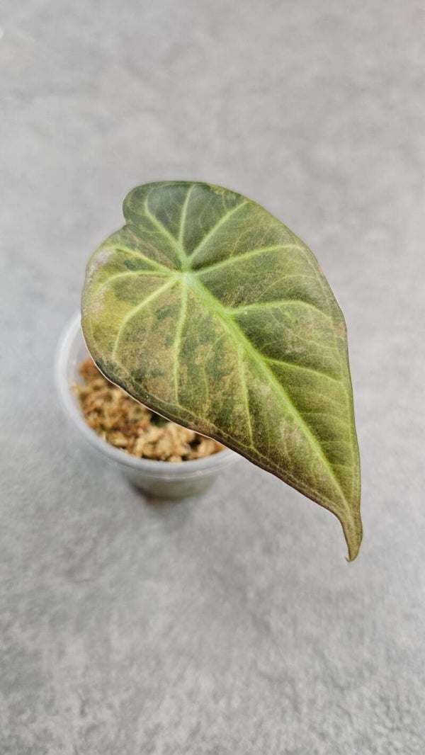 Alocasia 'Regal Shields' Aurea Variegata