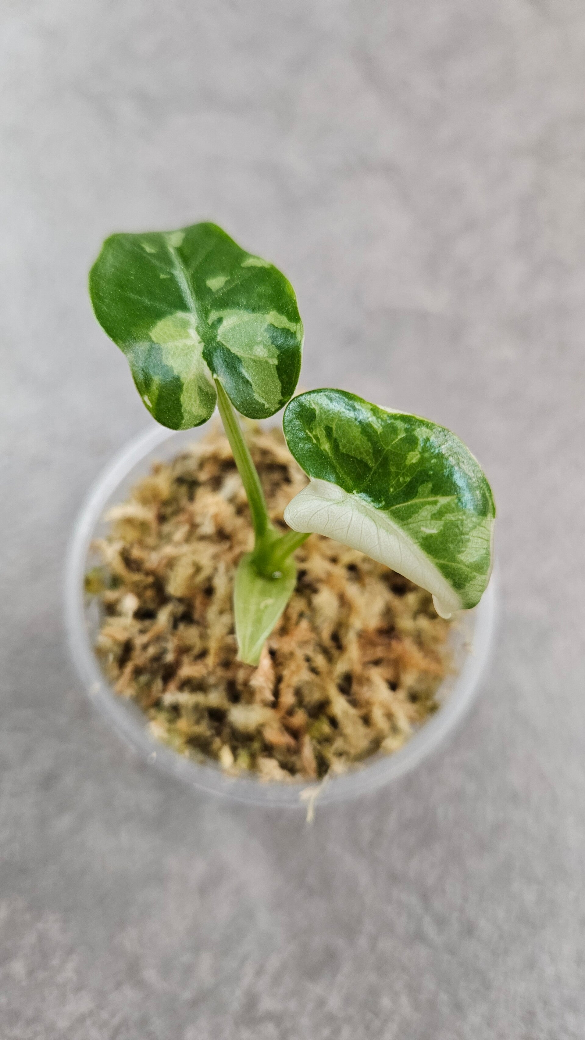Alocasia odora 'Okinawa Silver' Variegata