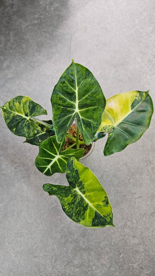 Alocasia micholitziana 'London Eye' Aurea/GoG (ntk)