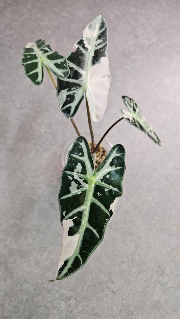 Alocasia 'Bambino Arrow' Pink Variegata
