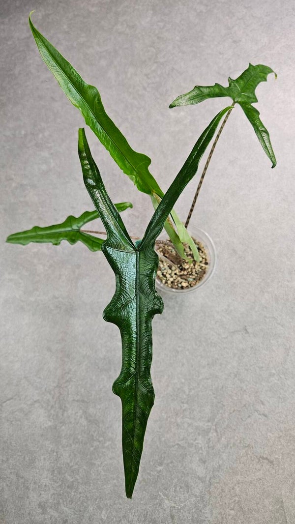 Alocasia Sabrina Narrow