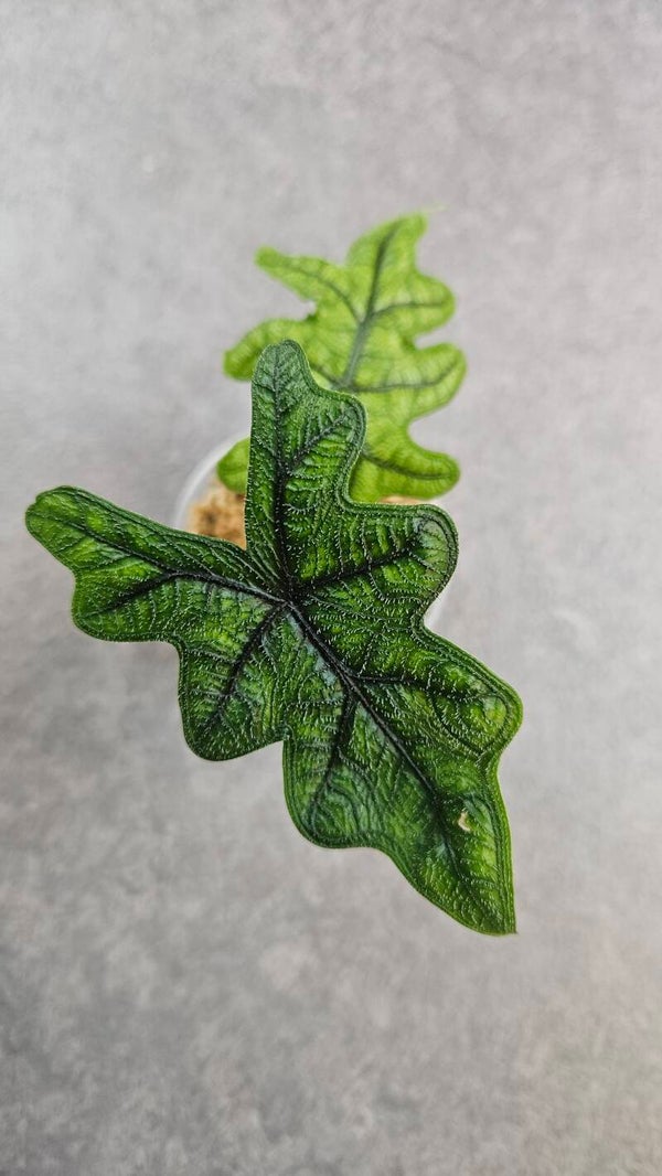 Alocasia tandurusa 'Jacklyn'