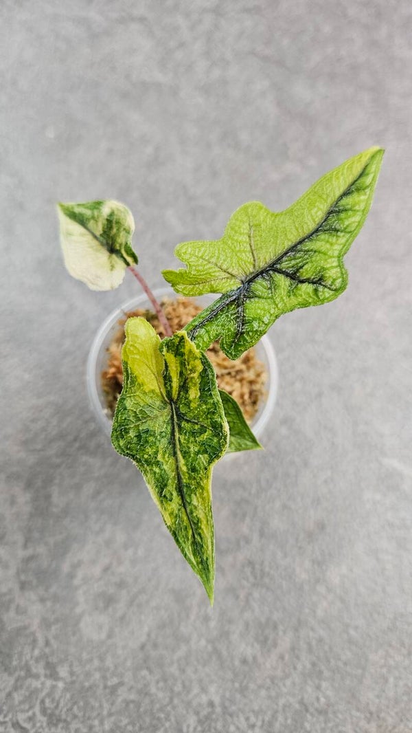 Alocasia tandurusa (Jacklyn) Aurea Variegata