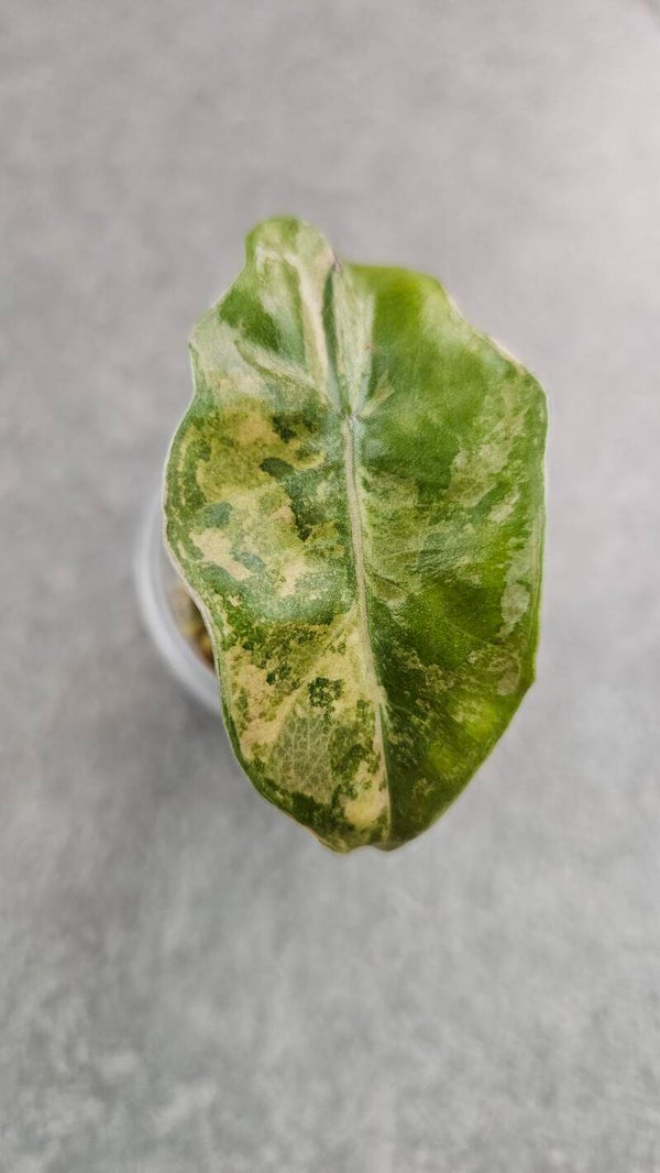 Alocasia 'Pseudosanderiana' Pink/Aurea Variegata