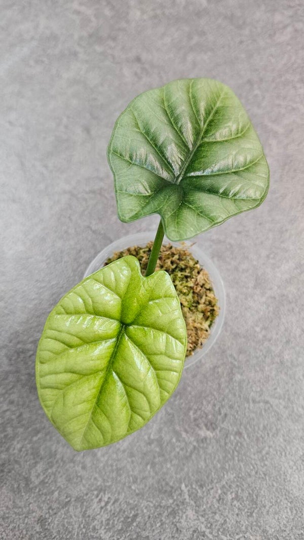 Alocasia sinuata Mint Variegata
