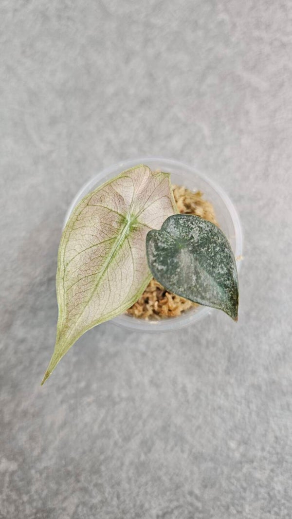 Alocasia 'Pink Dragon' Stardust Variegata