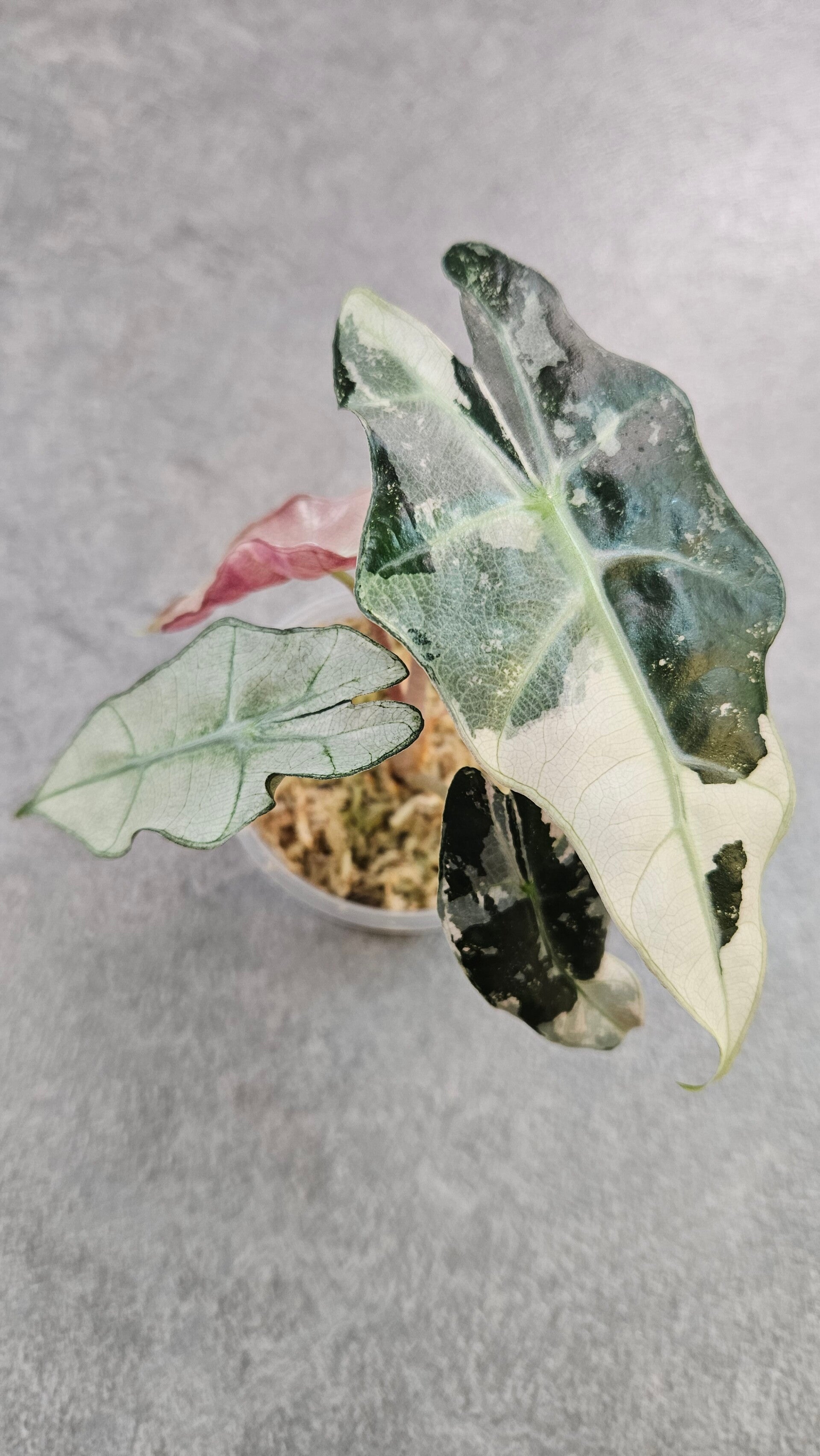 Alocasia Amazonica Pink Variegata (ntk)