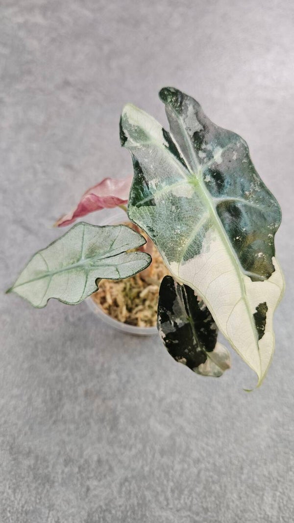 Alocasia Amazonica Pink Variegata (ntk)