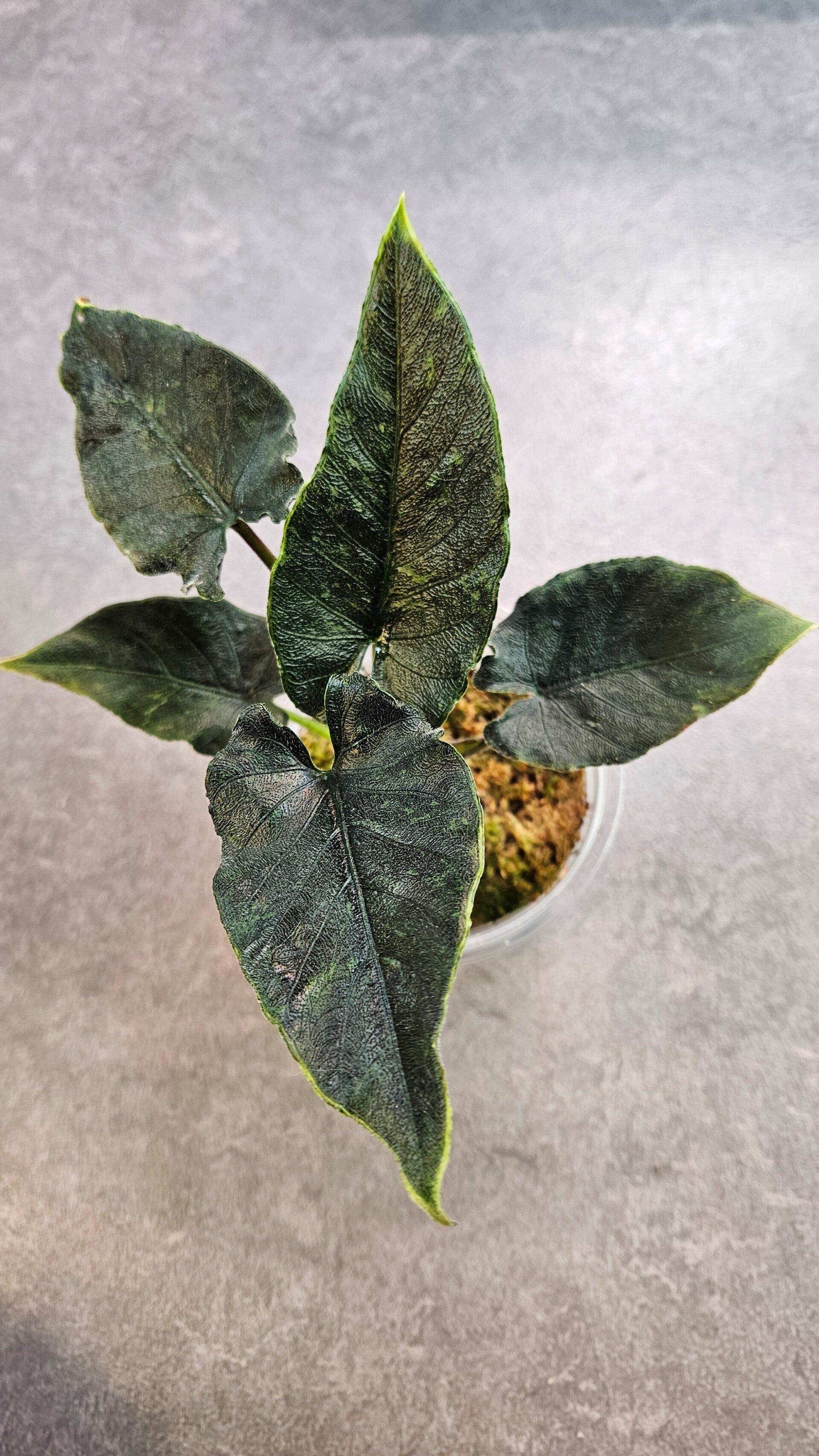 Alocasia Antoro Velvet Variegata (ntk)