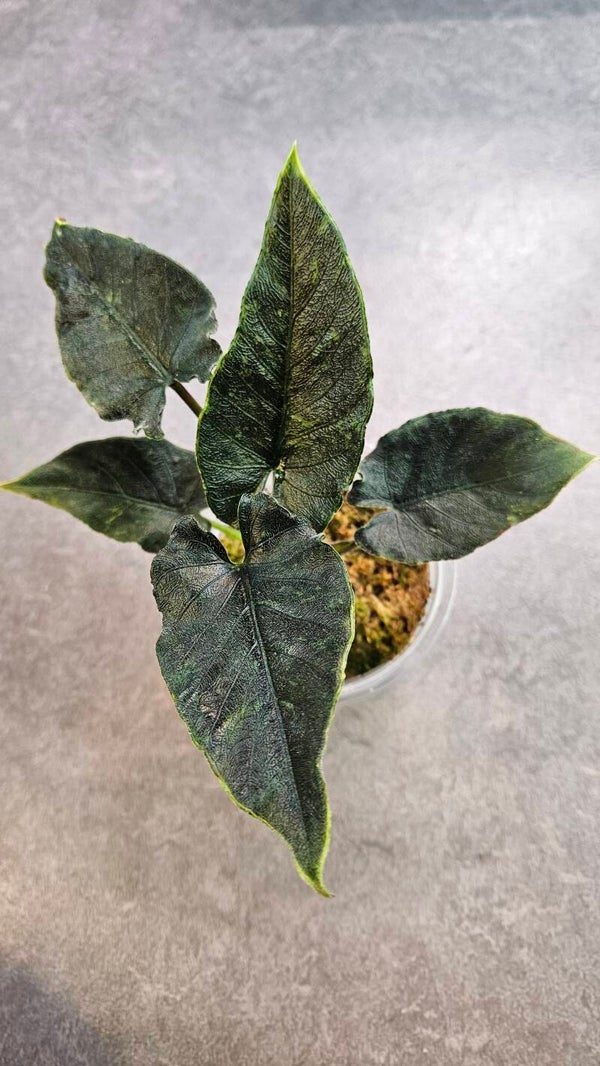 Alocasia Antoro Velvet Variegata (ntk)