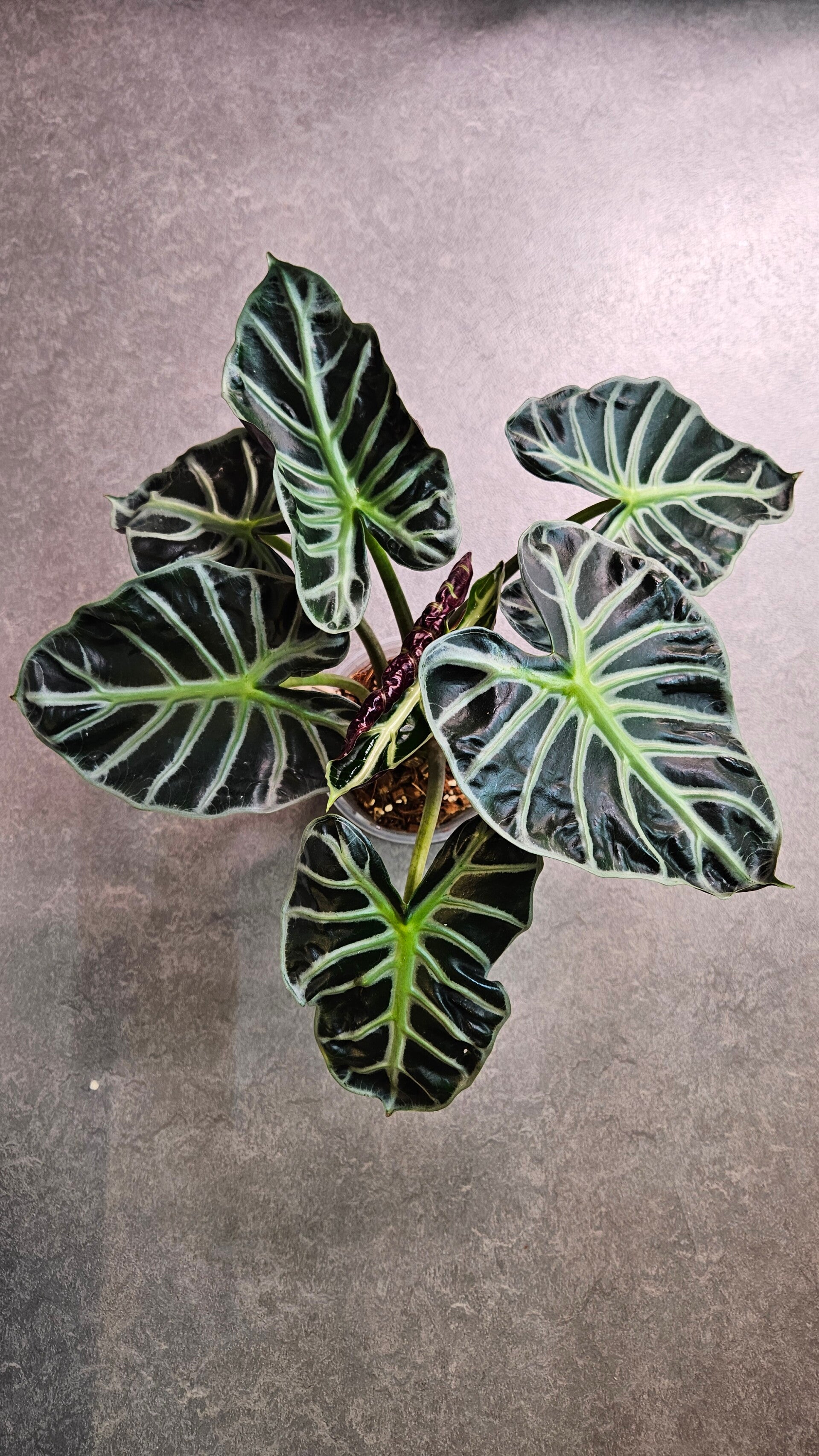 Alocasia Balloon Heart (ntk)
