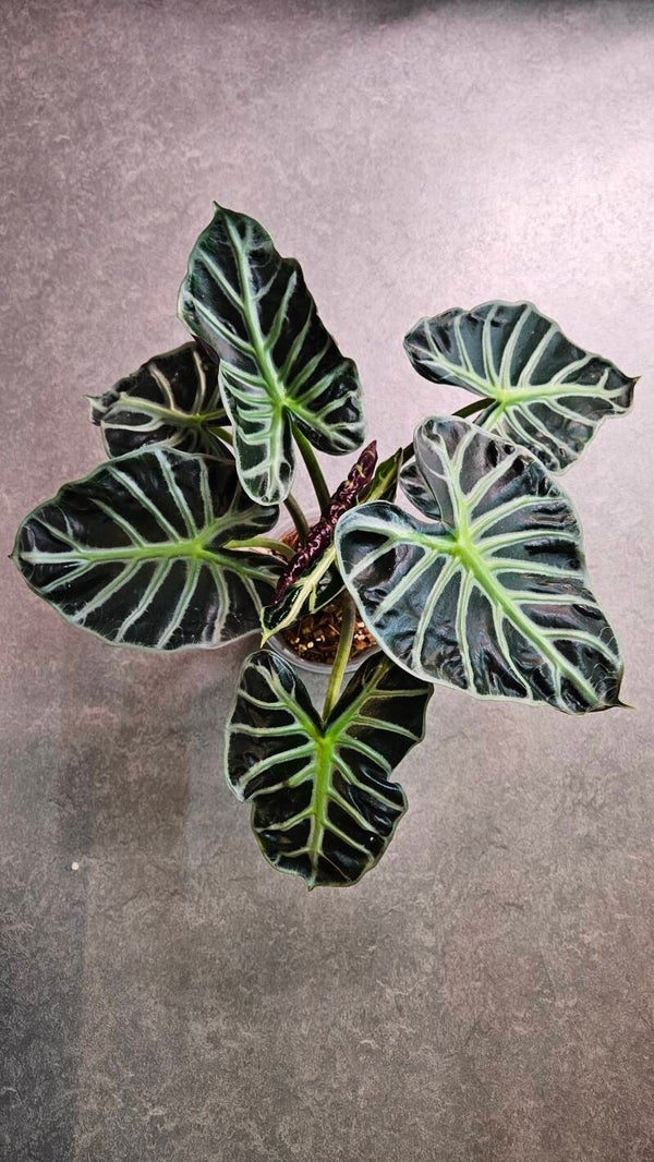 Alocasia Balloon Heart (ntk)