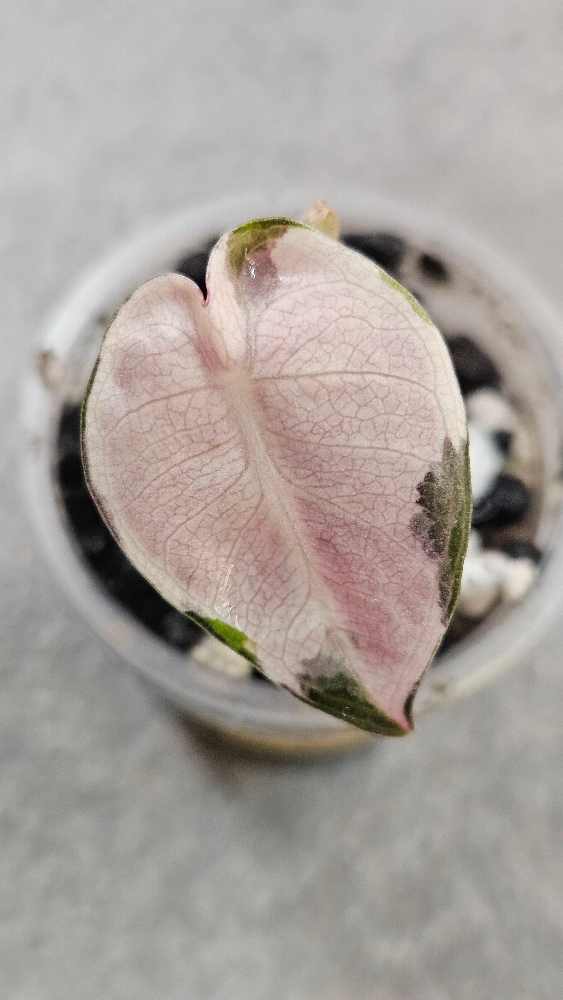 Alocasia Balloon Heart Pink Variegata (ntk)