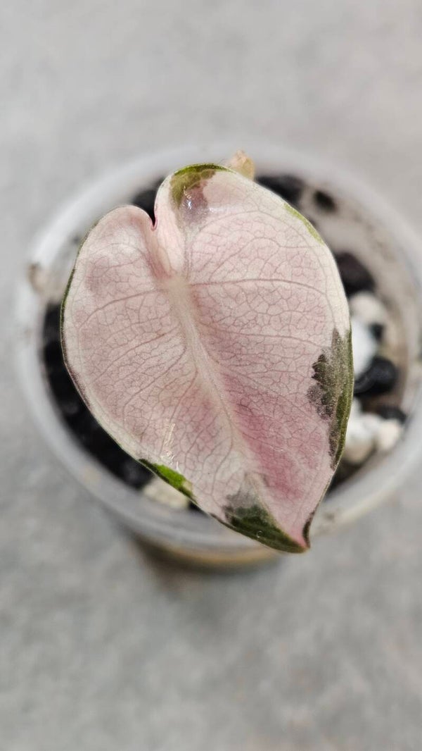 Alocasia Balloon Heart Pink Variegata (ntk)